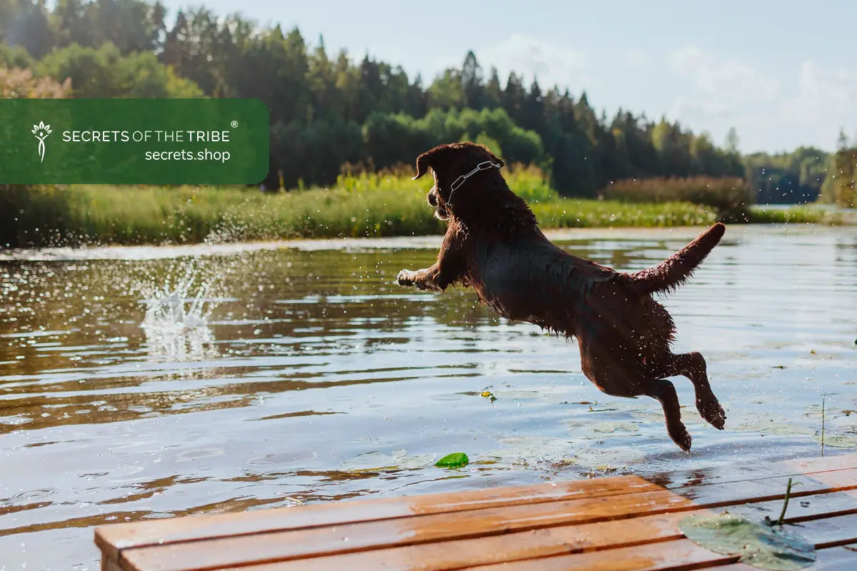 4 Herbal Joint Supplements for Dogs: Gentle Support for Every Step Secrets Of The Tribe