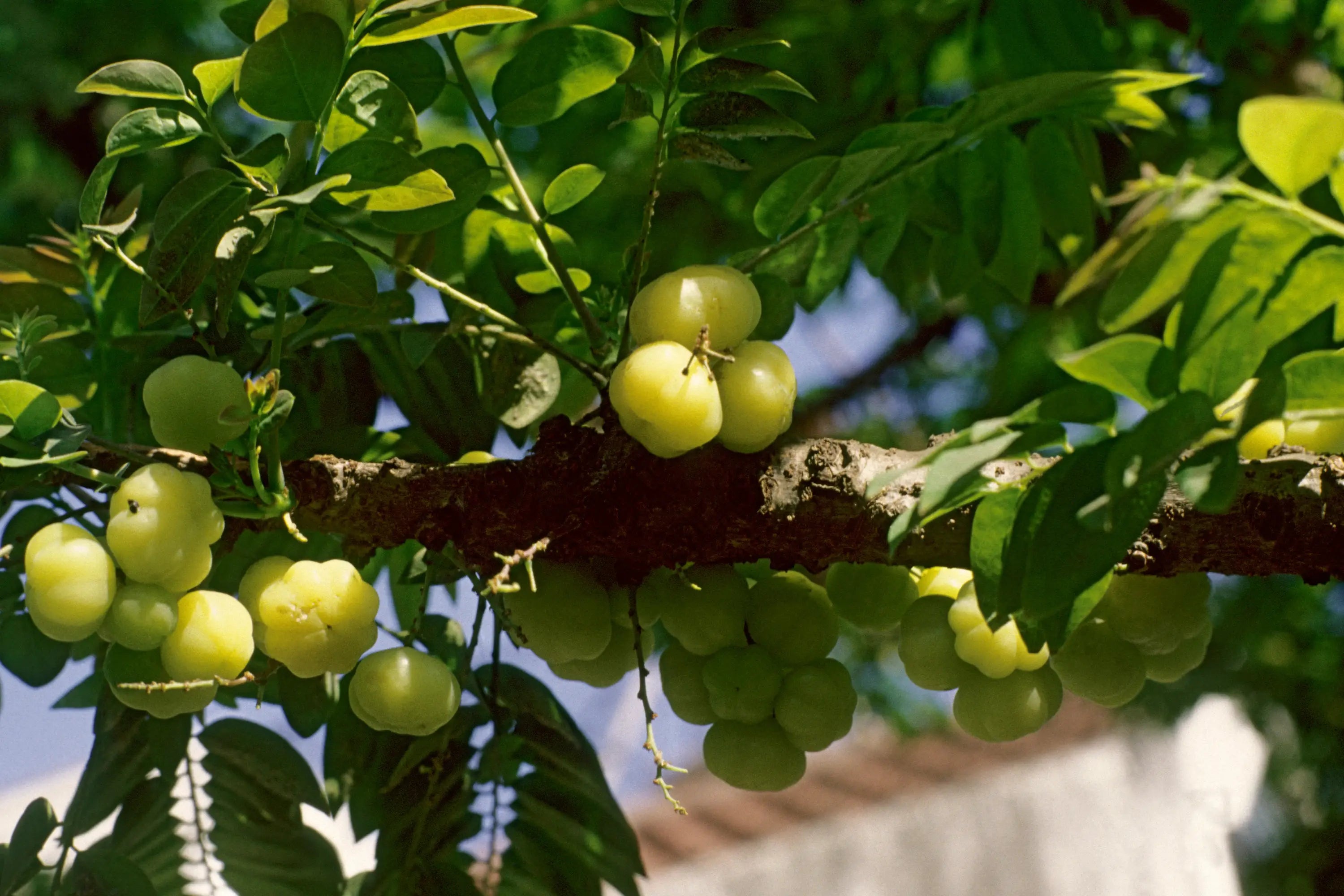 5-Promising-Benefits-of-Amla Secrets Of The Tribe