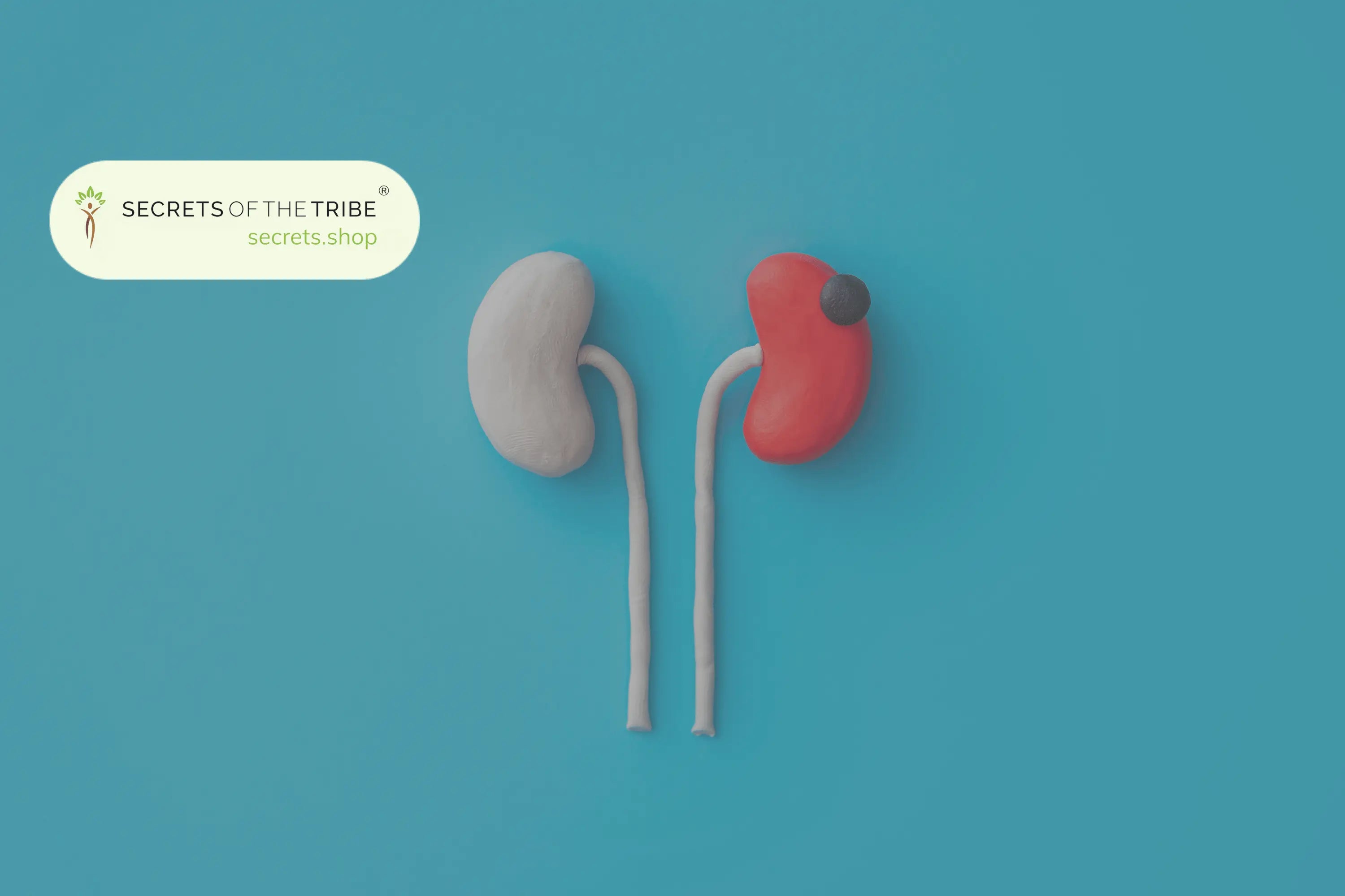 Herbs for Kidney Health