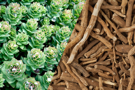 Ashwagandha-vs-Rhodiola-What-s-The-Difference-Which-Is-Right-for-You Secrets Of The Tribe