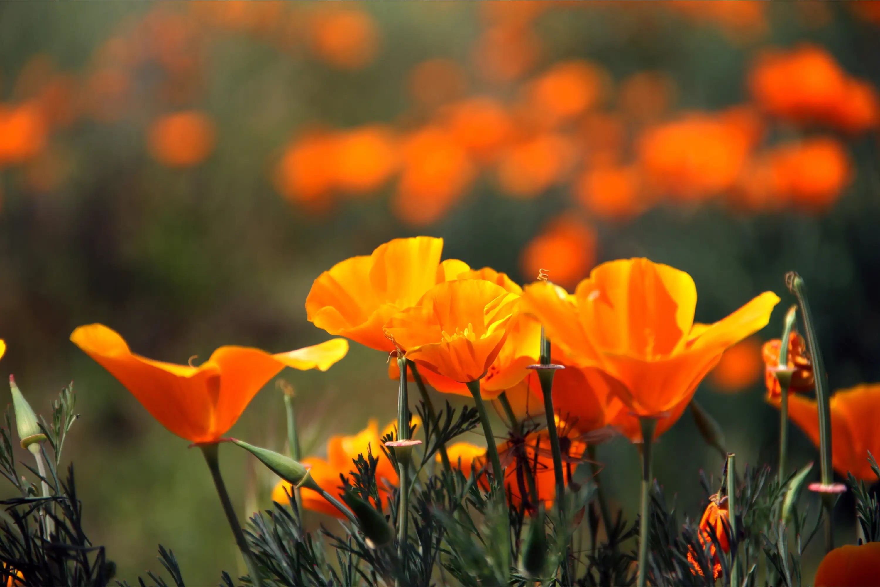 California-Poppy-Tincture-Benefits-Dosage-and-Side-Effects Secrets Of The Tribe