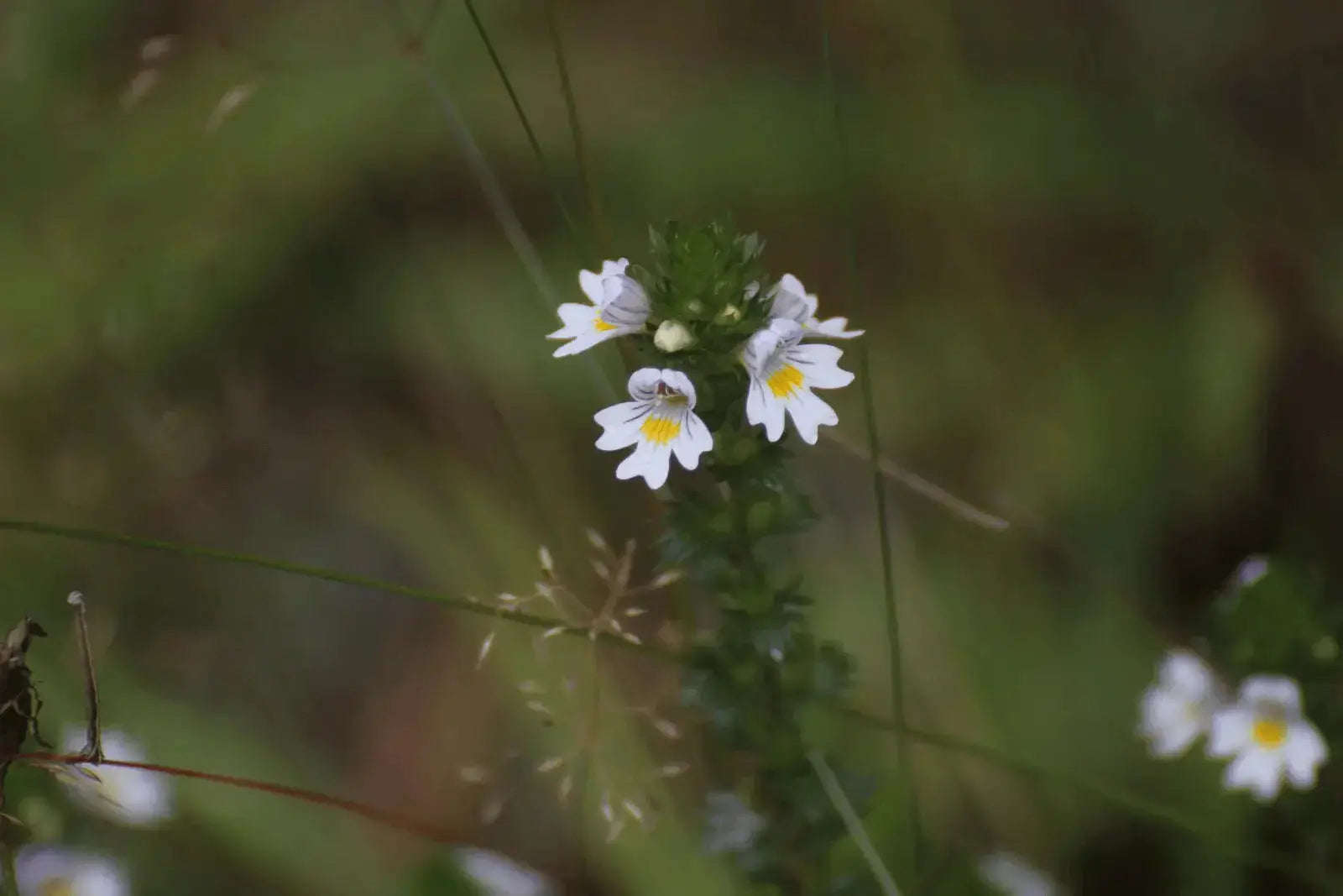 Eyebright herb benefits Secrets Of The Tribe