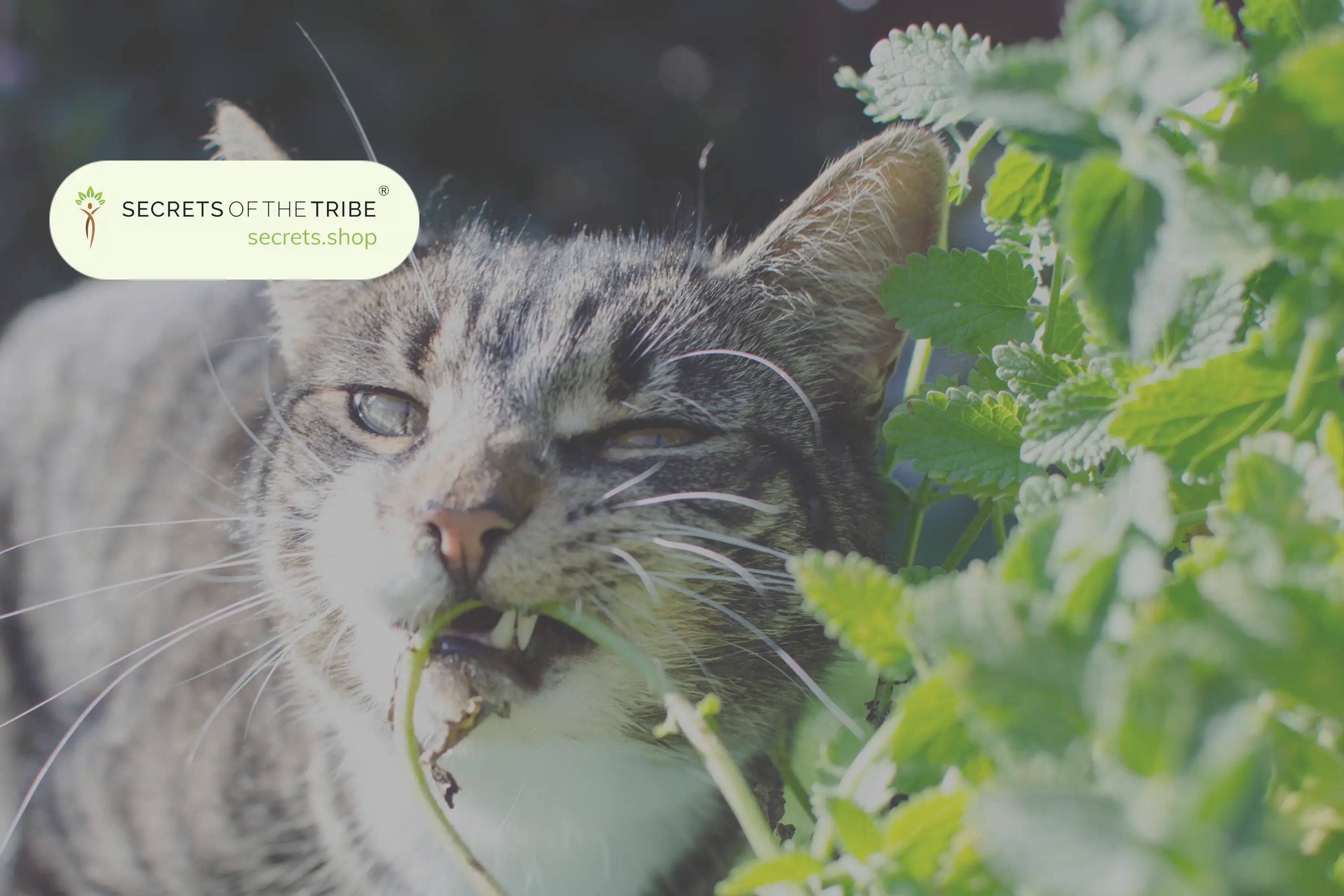 Feline-Aid-The-Top-Herbs-Safe-for-Cats Secrets Of The Tribe
