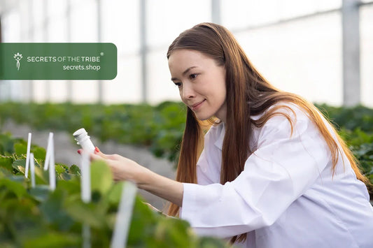 Old World Herbalism, Modern World Standards: What GMP Brings to the Table - Secrets Of The Tribe Old World Herbalism, Modern World Standards: What GMP Brings to the Table