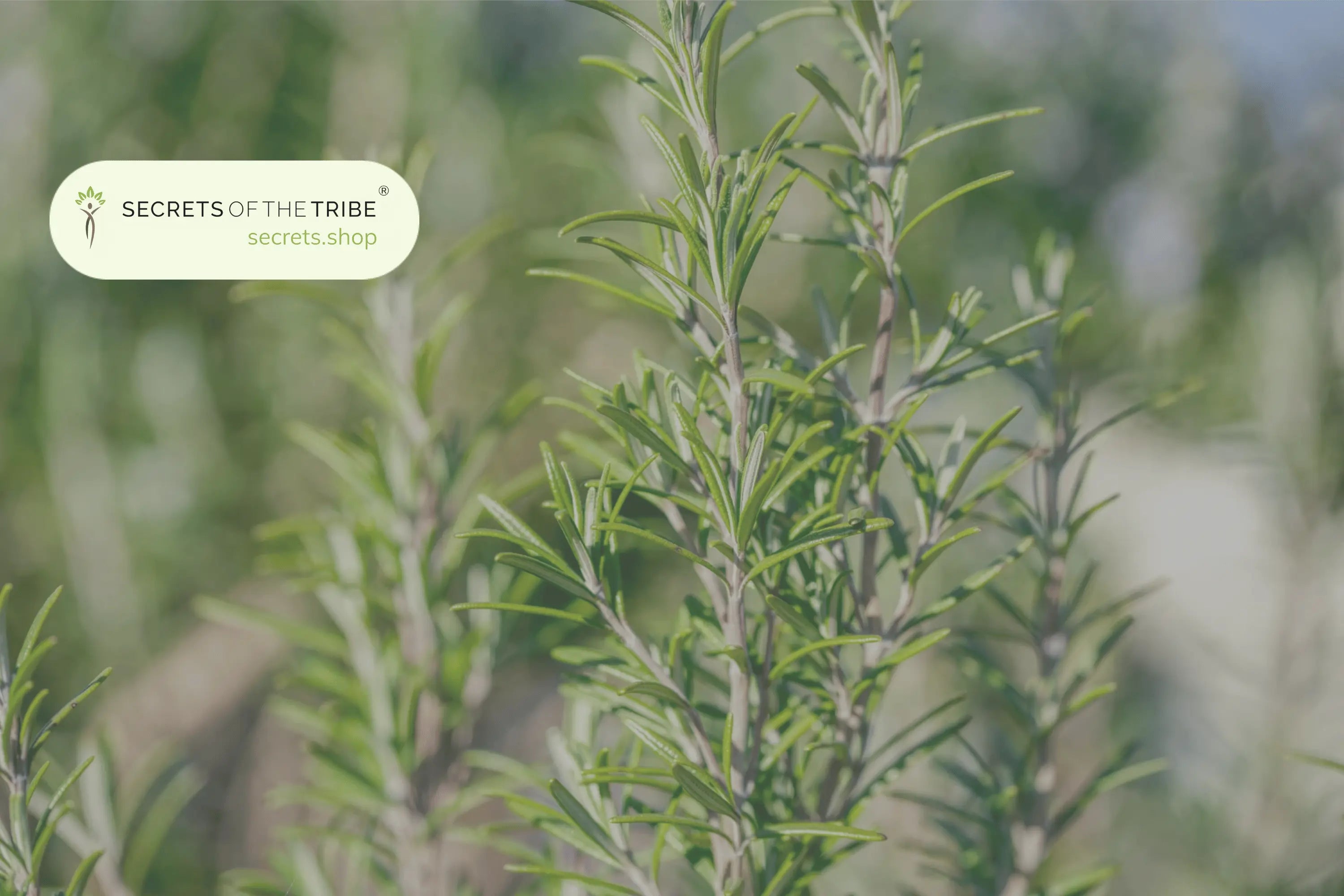 Herbs For Lungs