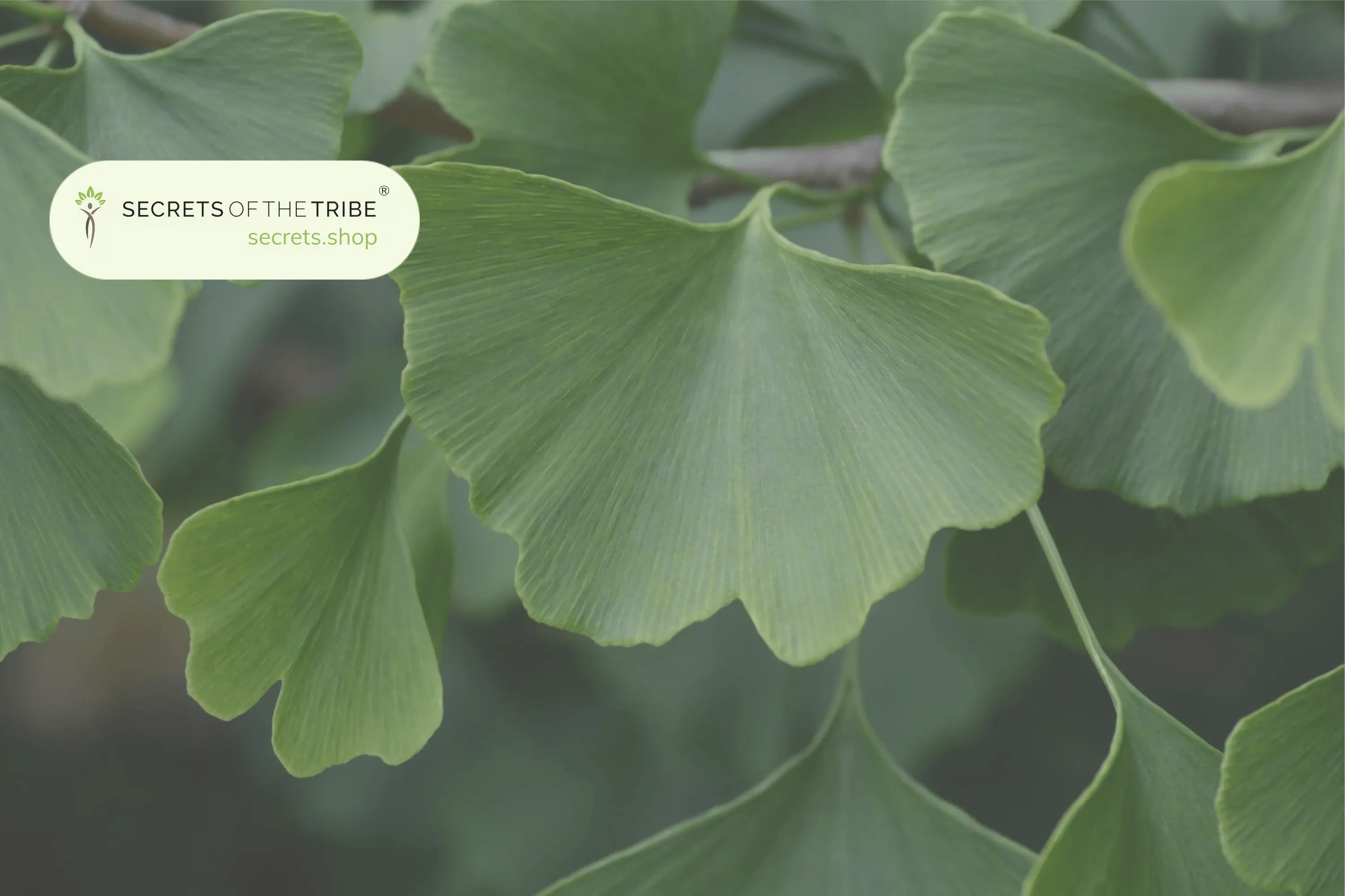 The Most Popular Herbs in China - Secrets Of The Tribe