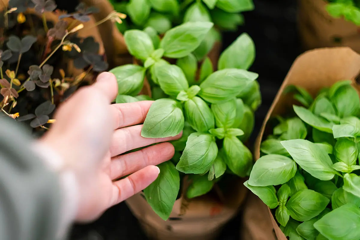 How to Choose the Best Place to Purchase Vitamins and Herbal Supplements Secrets Of The Tribeย