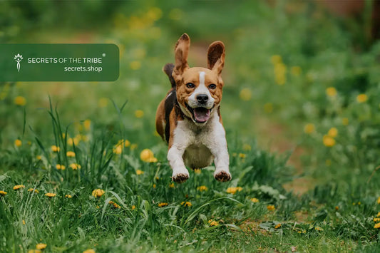 How-to-Support-Your-Dog-s-Joints-With-Herbal-Supplements-for-Dogs Secrets Of The Tribe