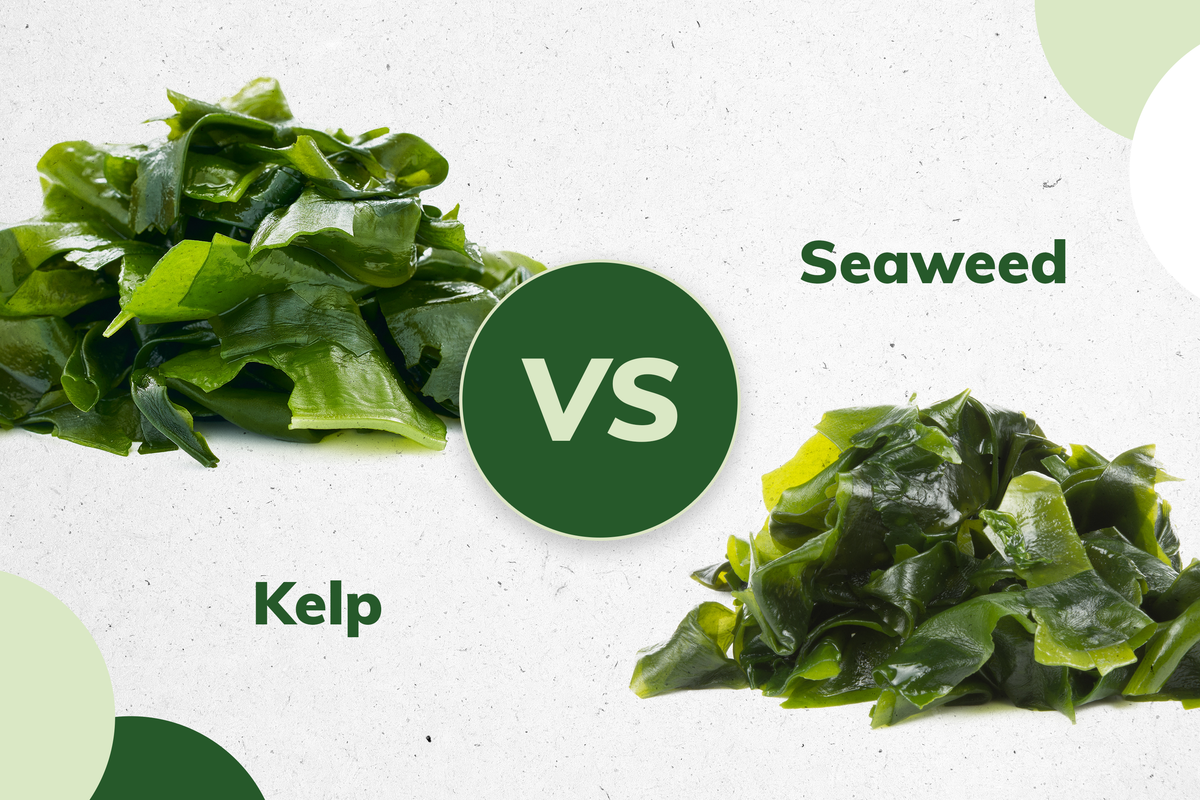 Kelp Vs Seaweed Secrets Of The Tribe