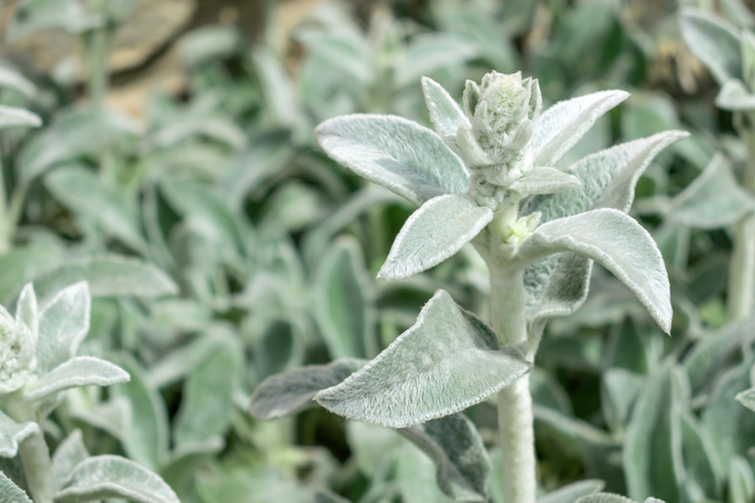 Lamb’s Ear vs. Mullein: Herbal Doppelgängers With Different Uses