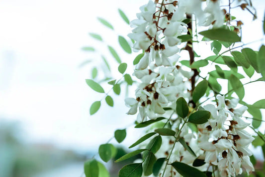 Learn-the-Herbs-Acacia Secrets Of The Tribe