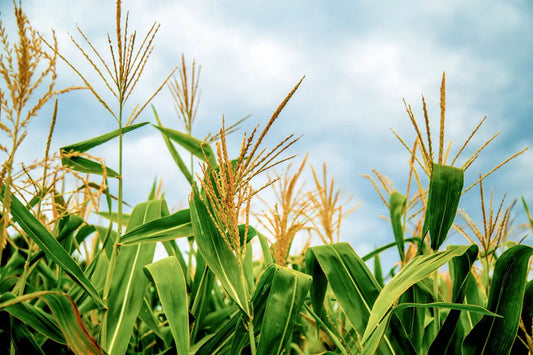 Learn-the-Herbs-Corn-Silk Secrets Of The Tribe