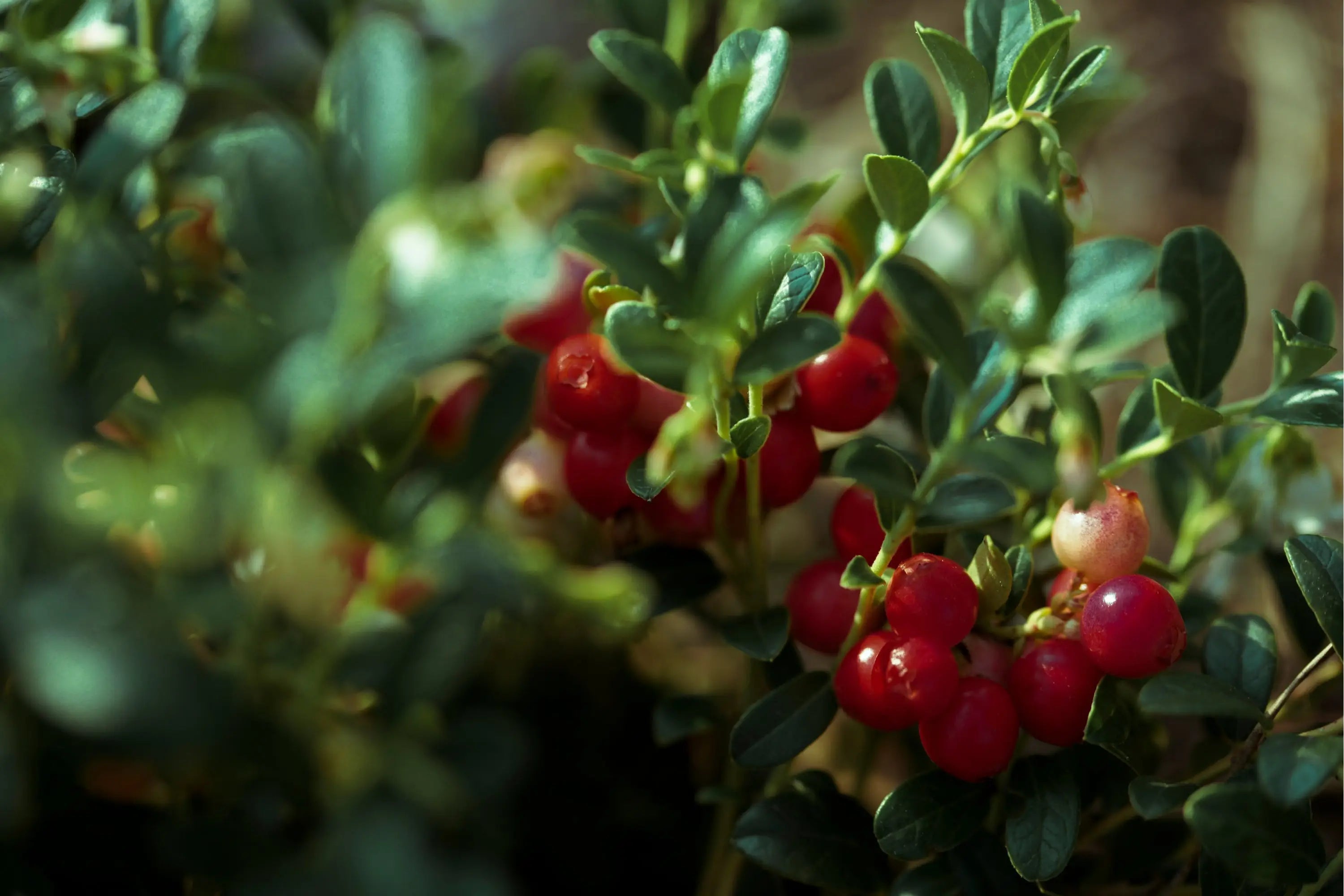 Learn-the-Herbs-Cranberry Secrets Of The Tribe