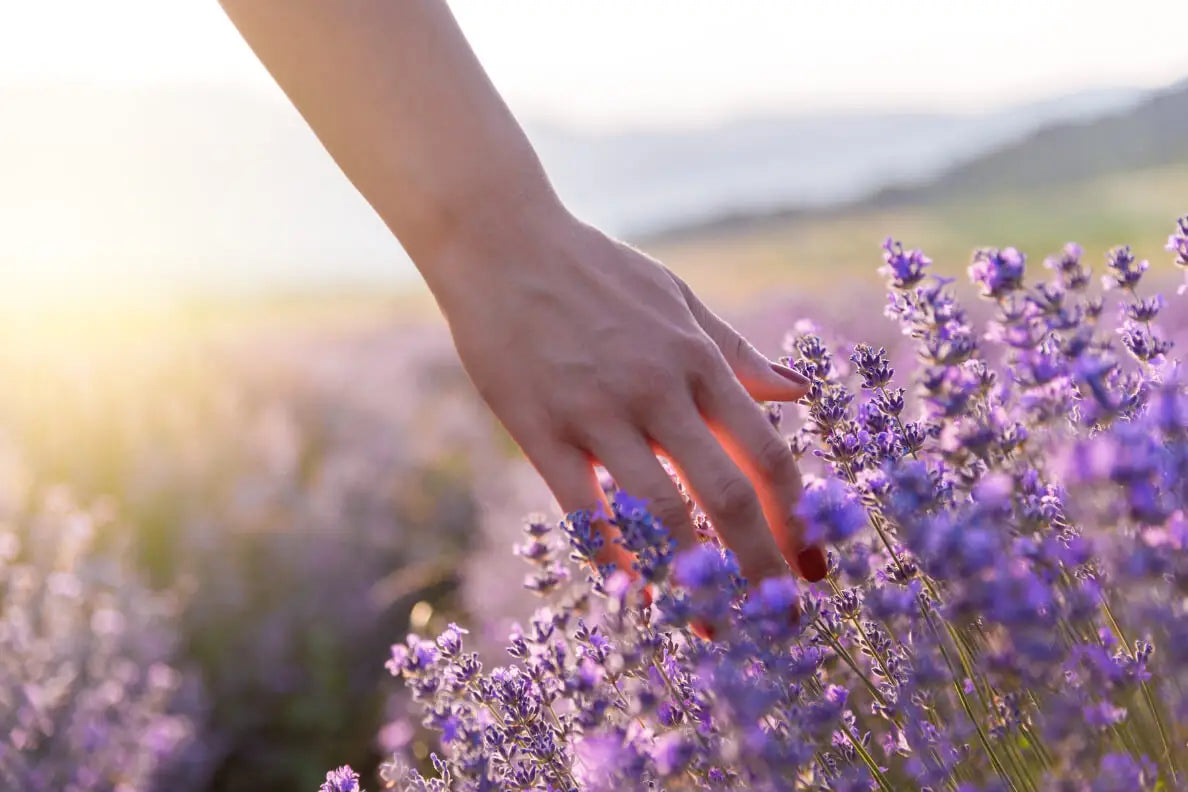 Learn-the-Herbs-Lavender Secrets Of The Tribe
