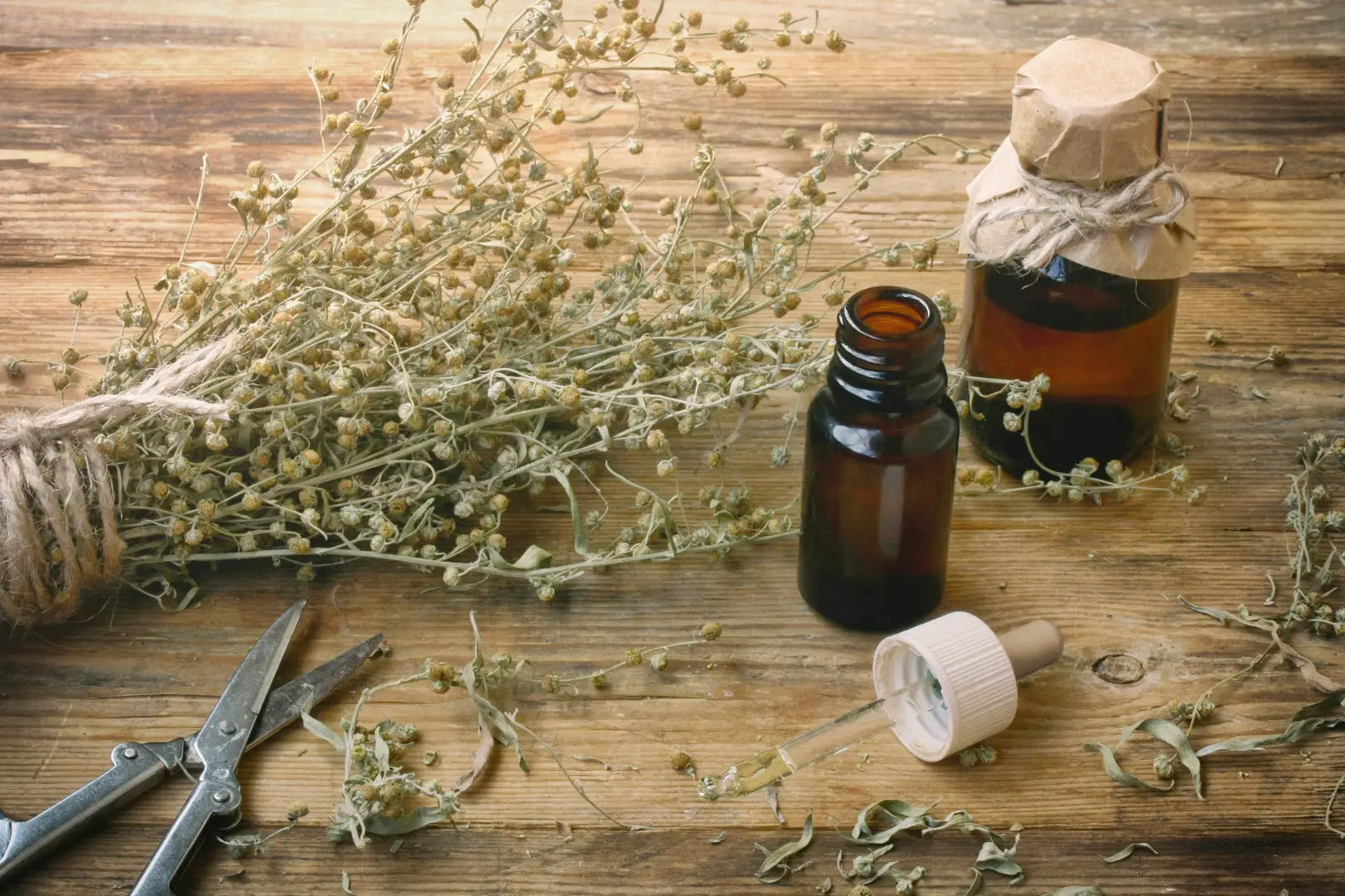 Learn-the-Herbs-Mugwort Secrets Of The Tribe
