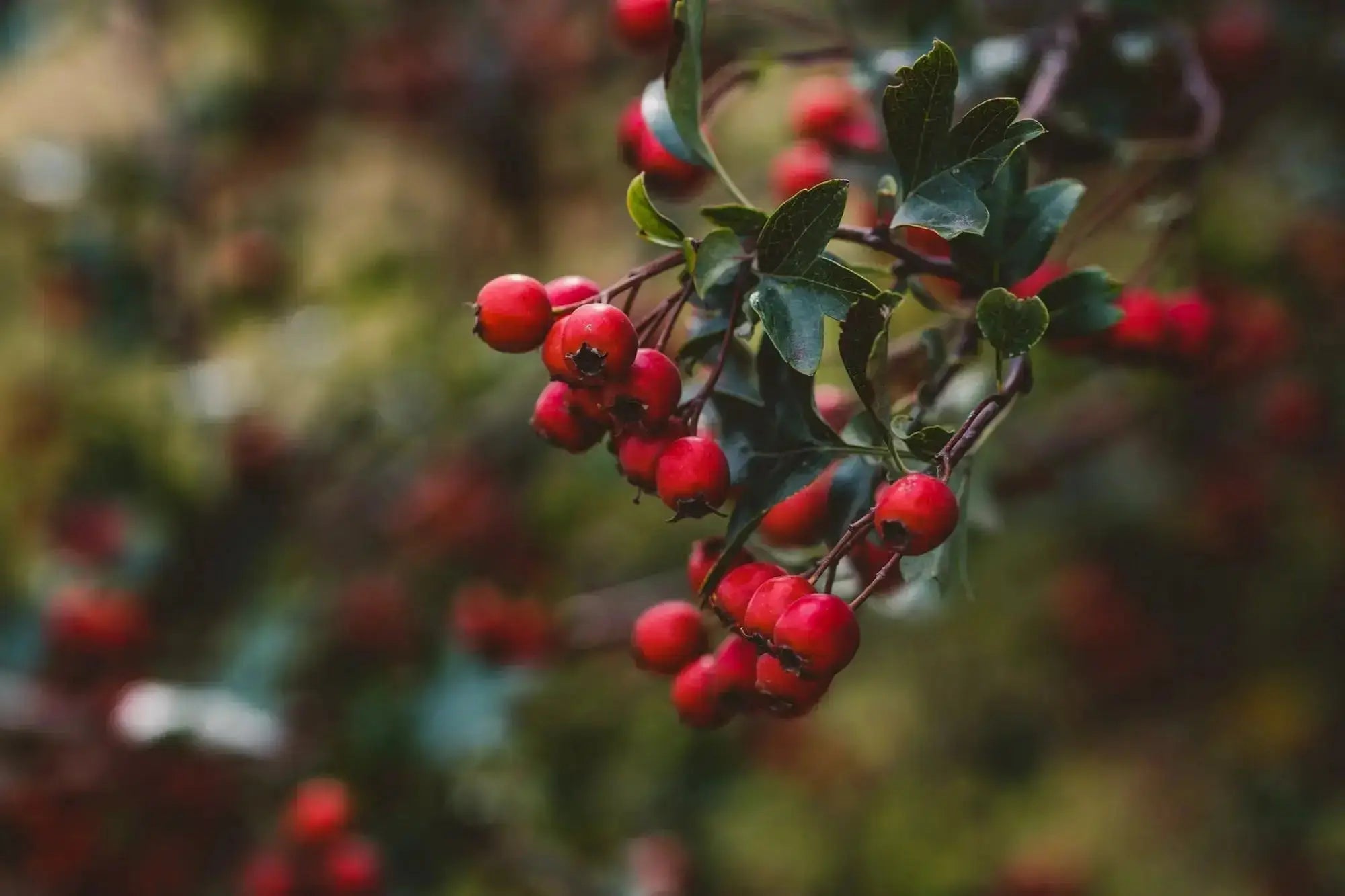 Learn the Herbs: Hawthorn - Secrets Of The Tribe