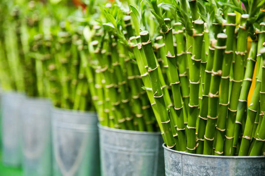 Learn-the-Terms-Antispasmodic Secrets Of The Tribe