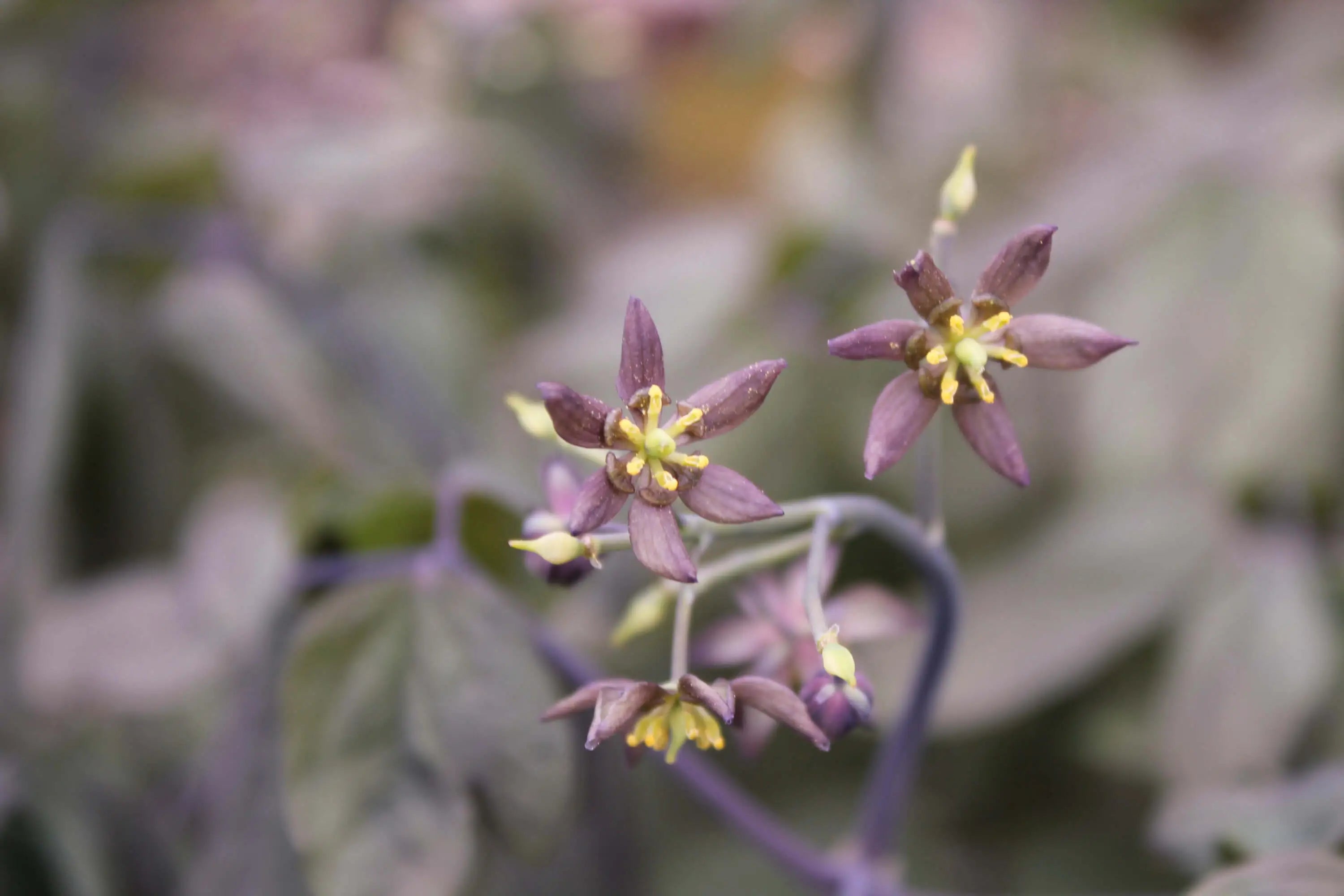 Learn-the-herbs-Blue-Cohosh Secrets Of The Tribe