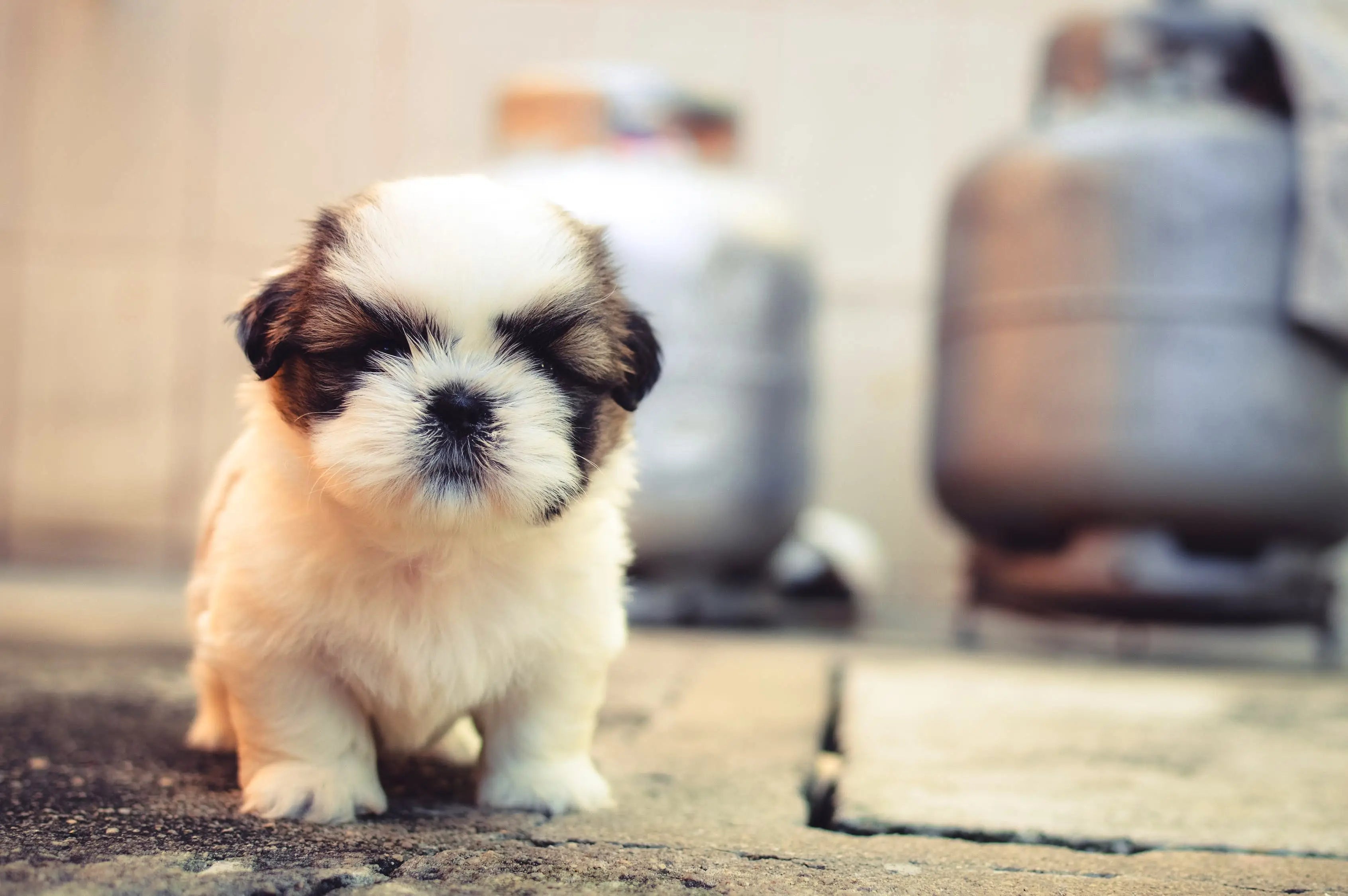 Learned-Helplessness Secrets Of The Tribe