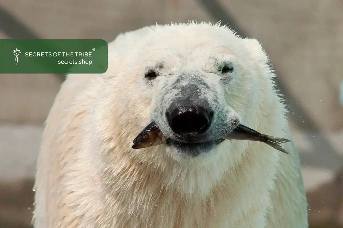 Liquid-Gold-of-the-North-Unveiling-the-Best-Fish-Oil-Supplement-Secrets Secrets Of The Tribe