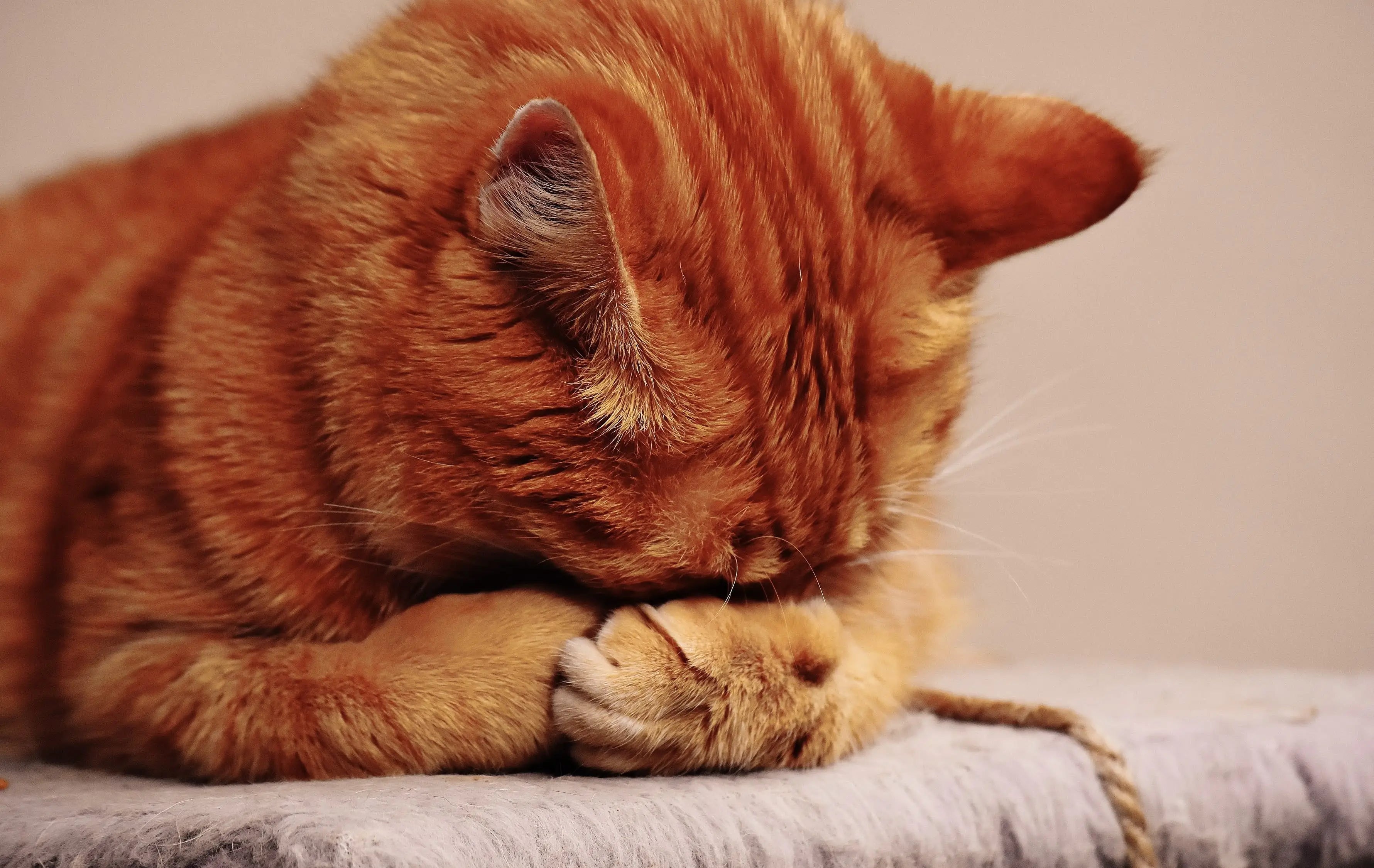 Migraine: vulnerabilities and secrets - Secrets Of The Tribe