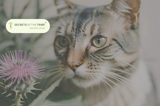 Milk-Thistle-for-Cats-4-Benefits-for-Liver-Health-and-Wellbeing Secrets Of The Tribe