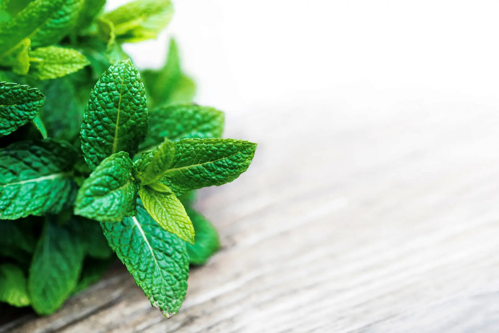 Mint-family-herb-health-benefits-lemon-balm-vs-mint-vs-catnip Secrets Of The Tribe