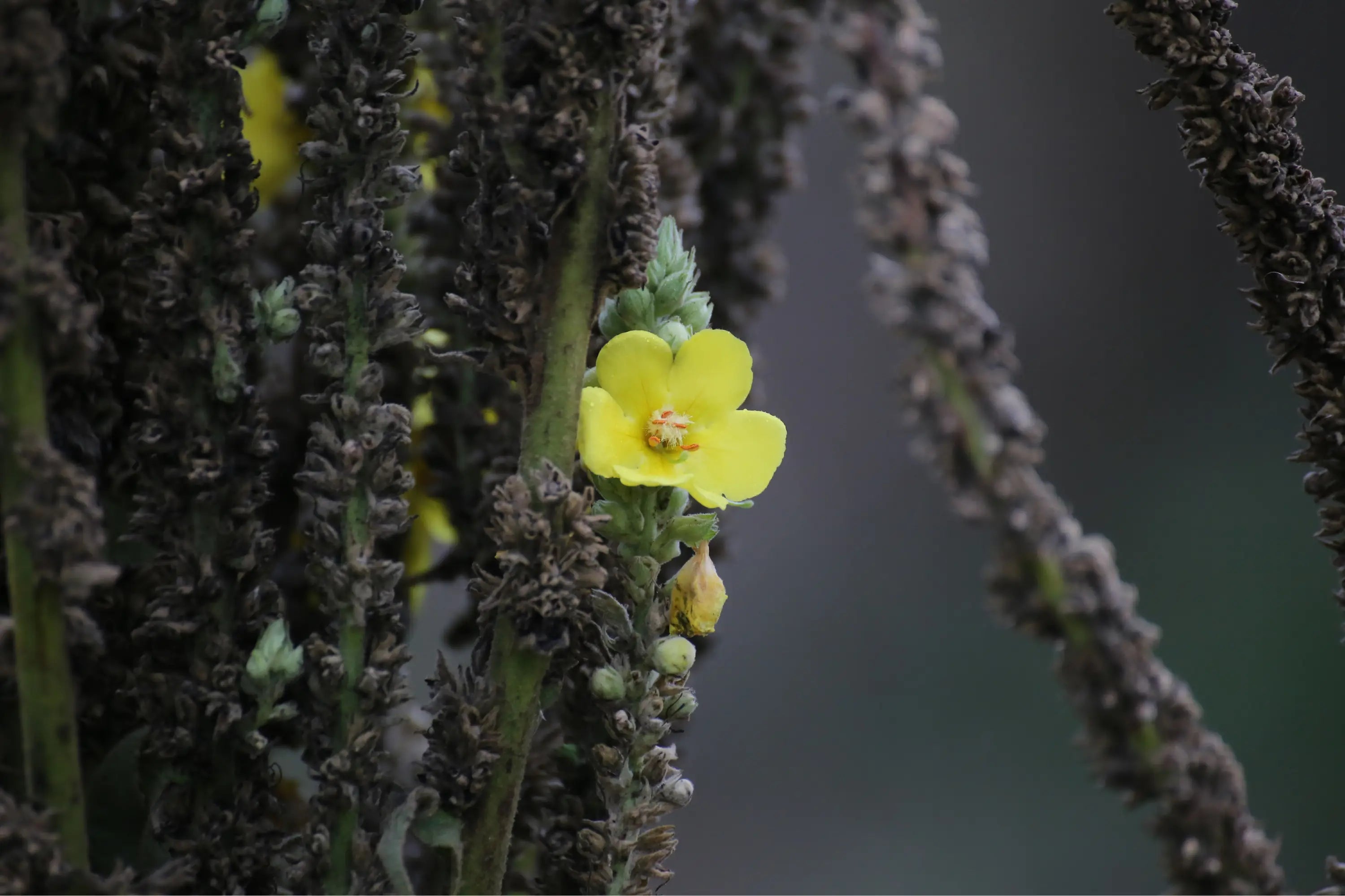 Mullein Leaf for Lungs: A Natural Remedy for Respiratory Issues - Secrets Of The Tribe