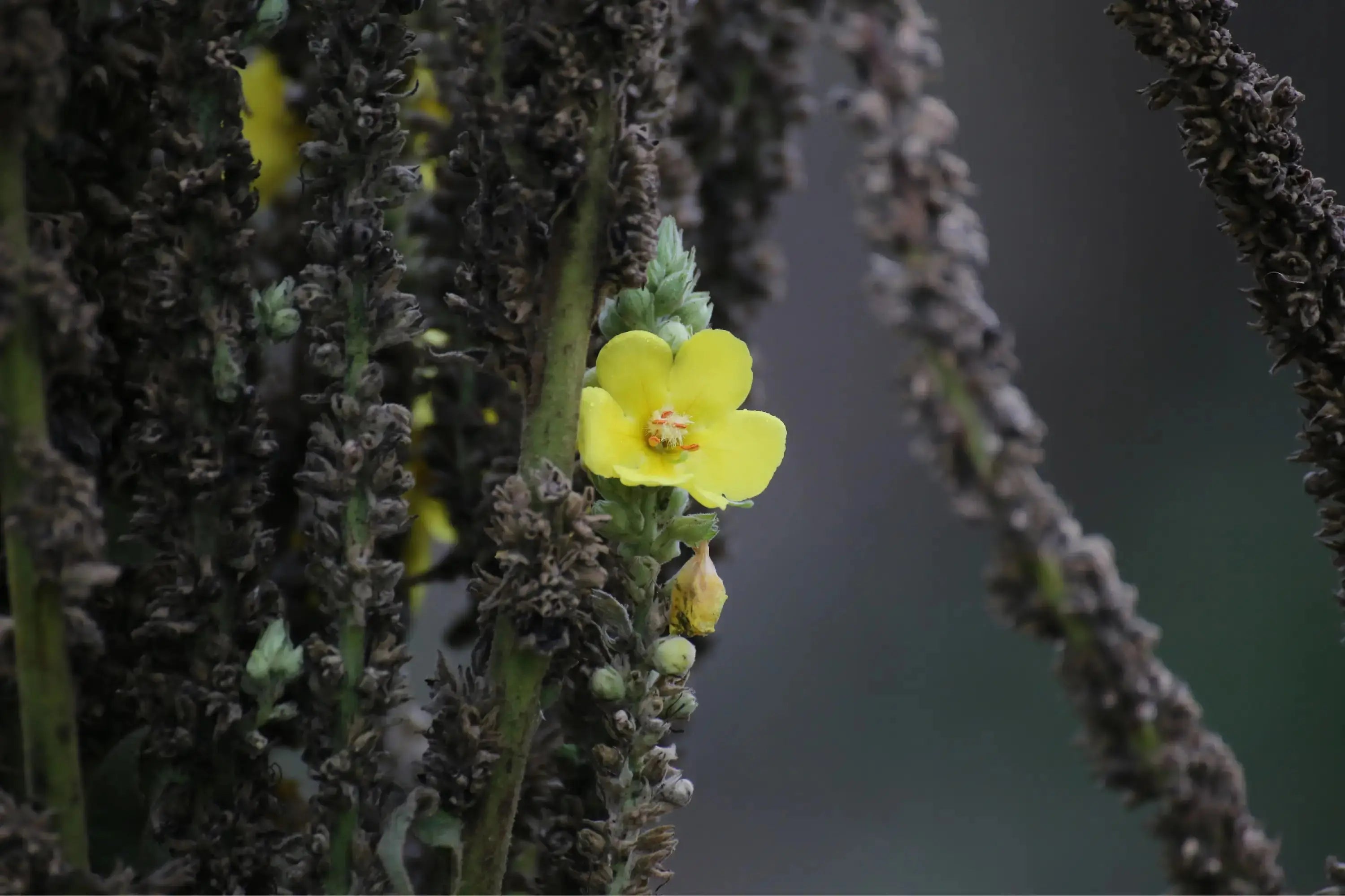 Mullein Leaf for Lungs: A Natural Remedy for Respiratory Issues - Secrets Of The Tribe