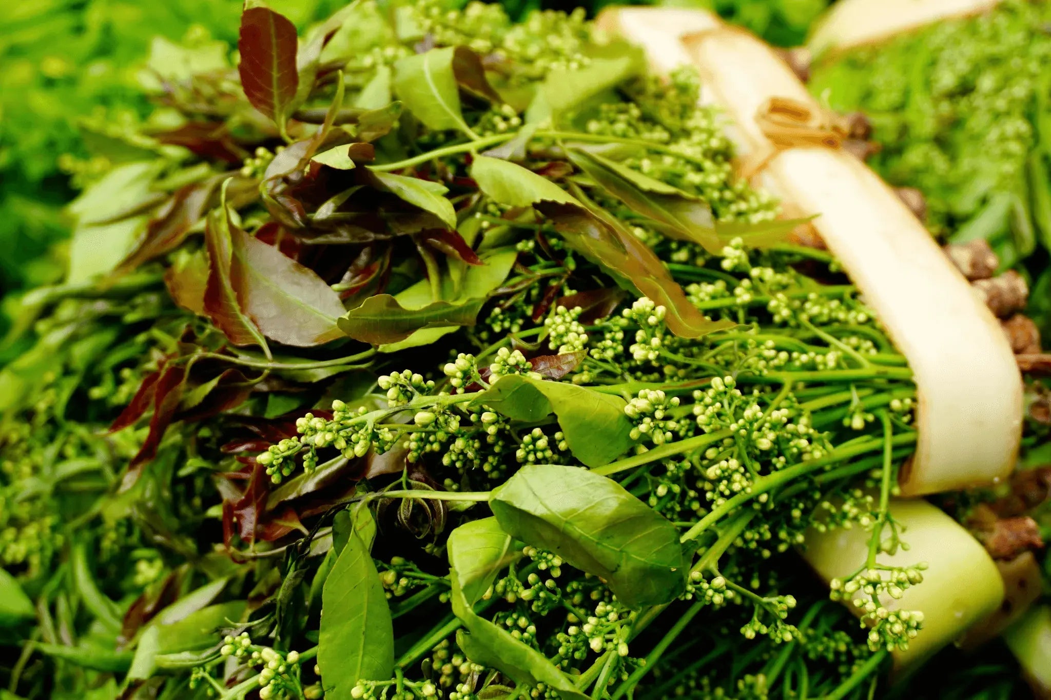 Natural source of quinine: cinchona bark benefits - Secrets Of The Tribe Natural source of quinine: cinchona bark benefits