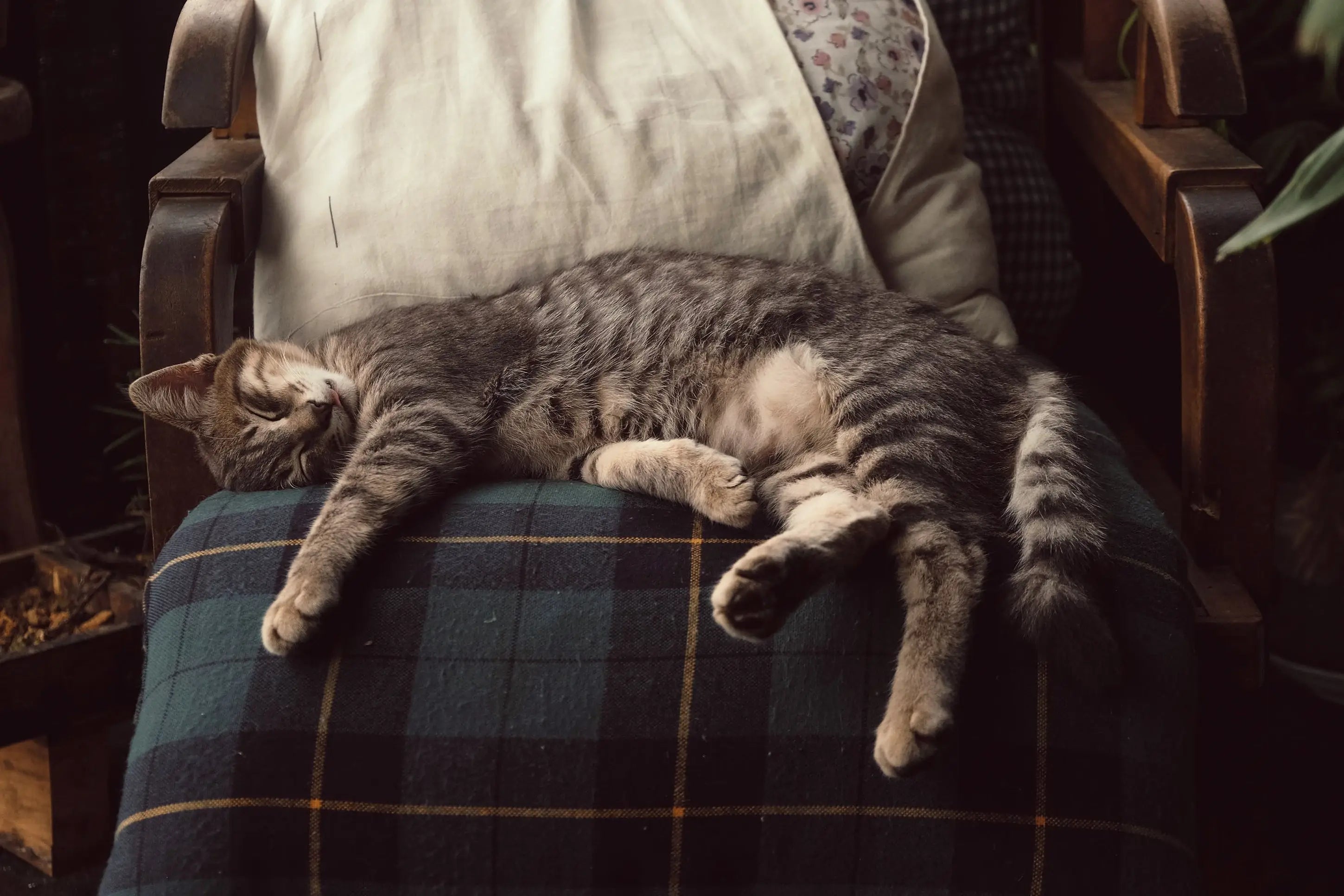 Owls-larks-and-other-birds Secrets Of The Tribe