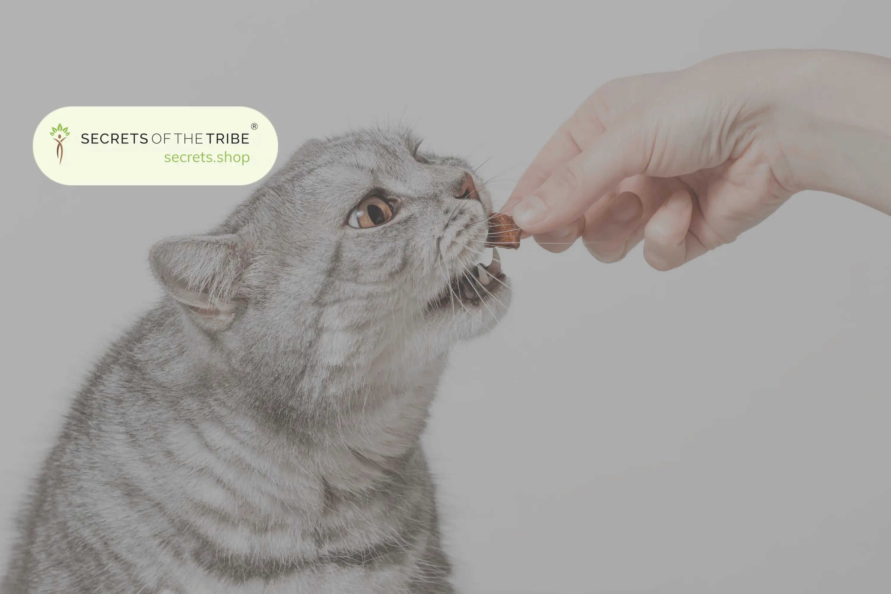 Natural Pain Relief for Cats