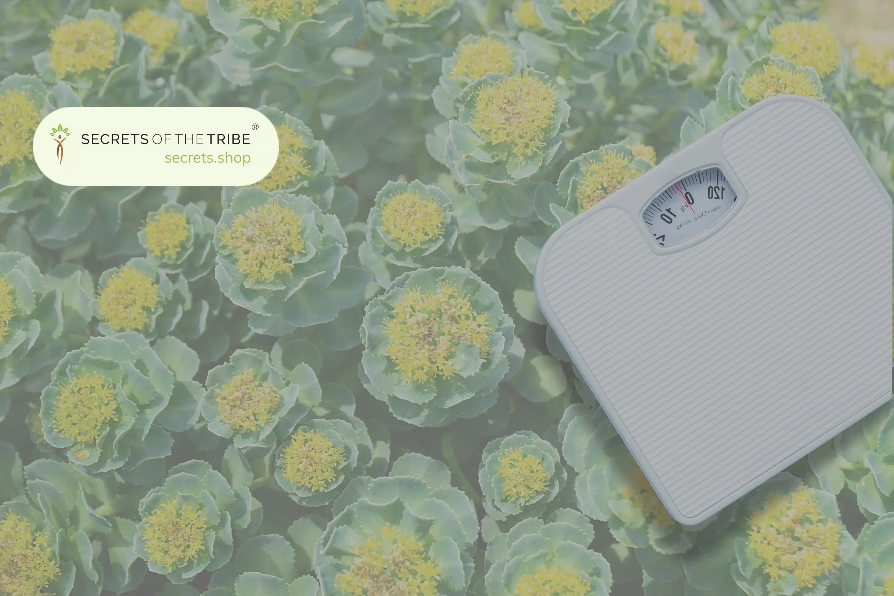 Rhodiola-Extract-for-Weight-Loss-Benefits-of-Rhodiola-Rosea-Explained Secrets Of The TribeÂ