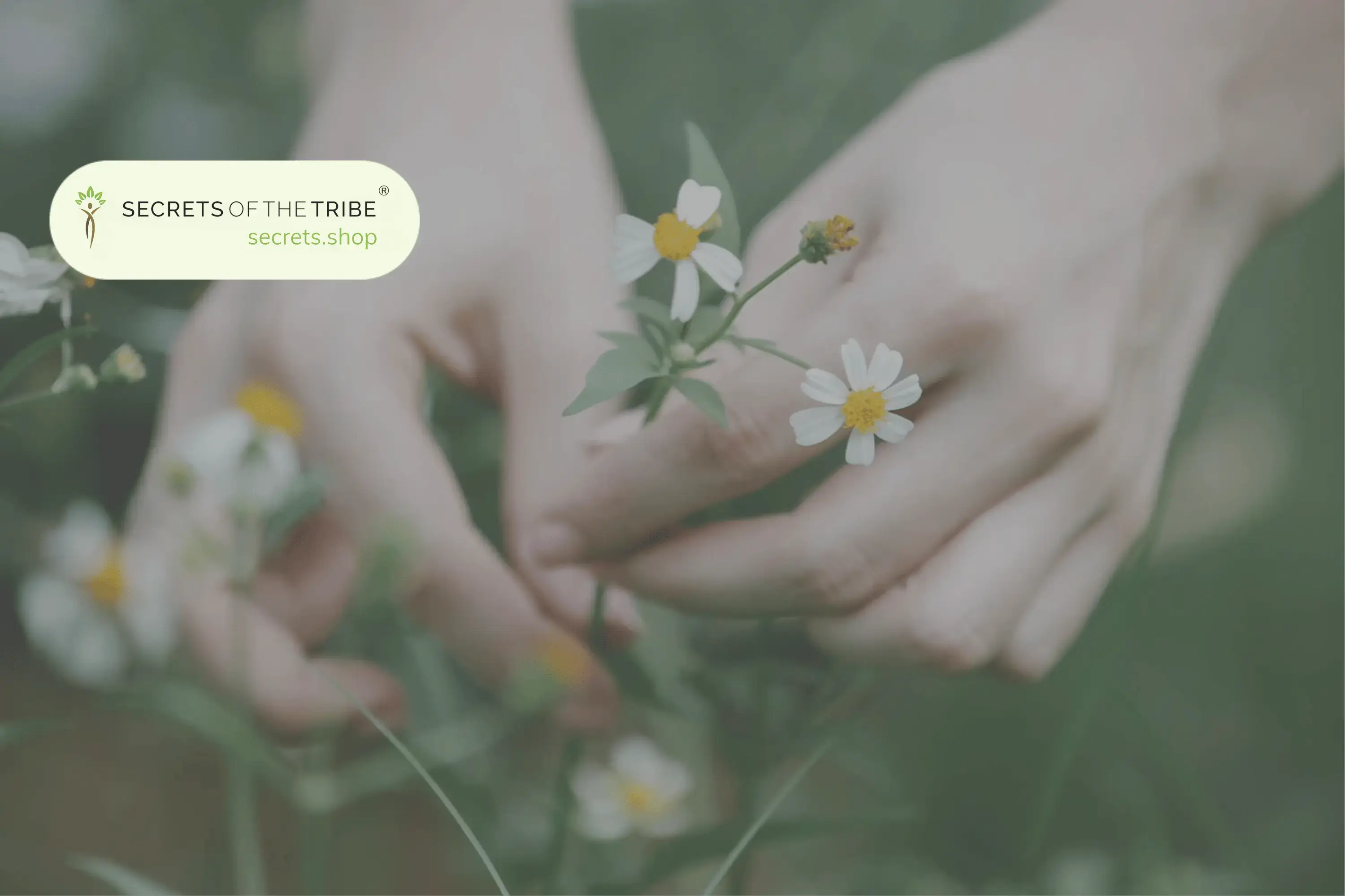 Setting Up an Herbal Medicine Cabinet? 4 Herbs You Shouldn’t Miss - Secrets Of The Tribe