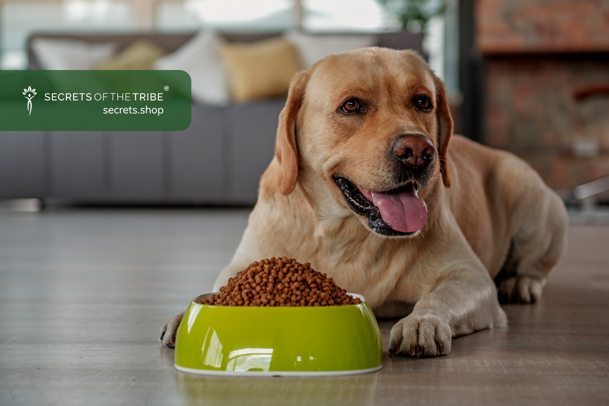 Liver Supplements for Dogs