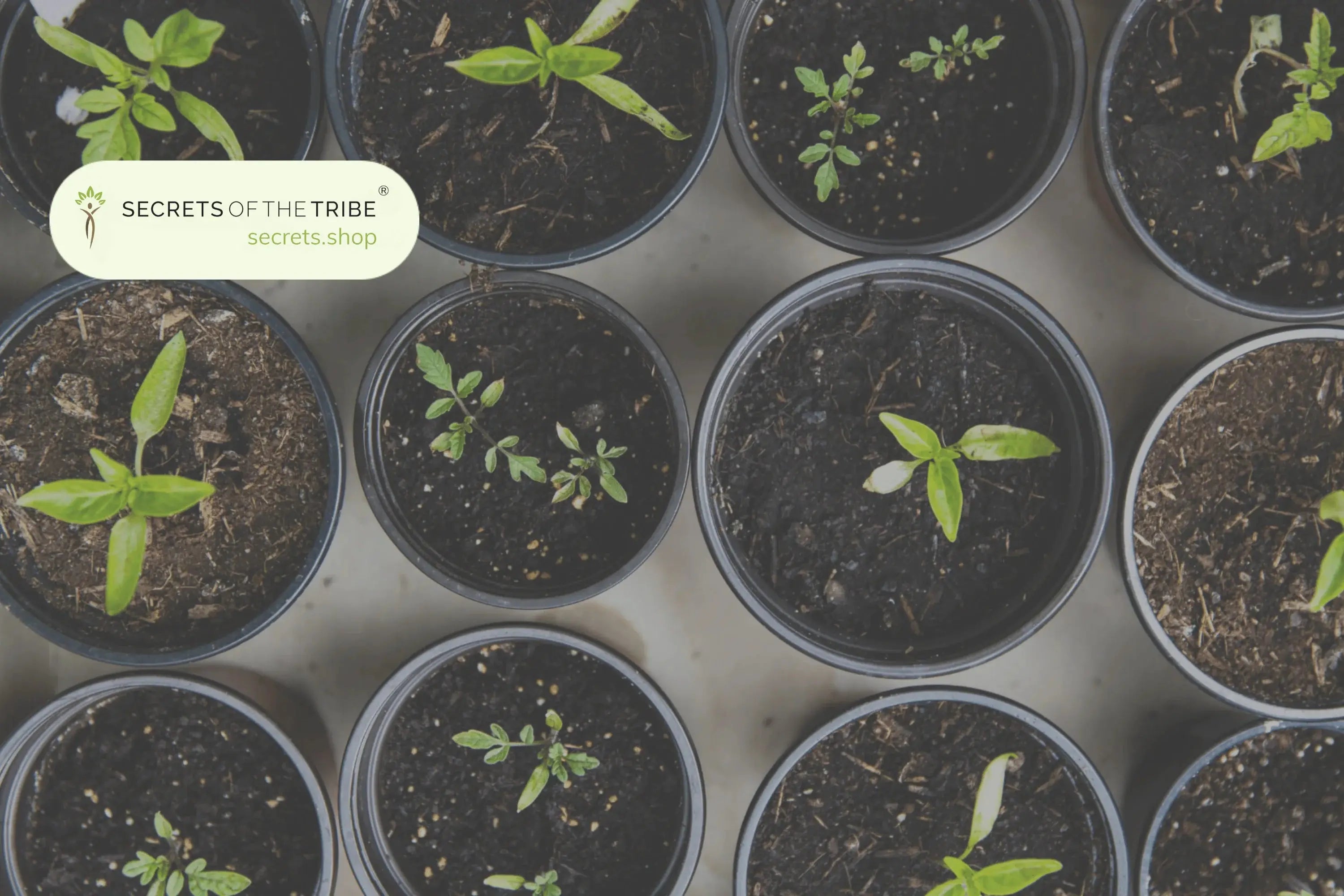 Herbs to grow at home