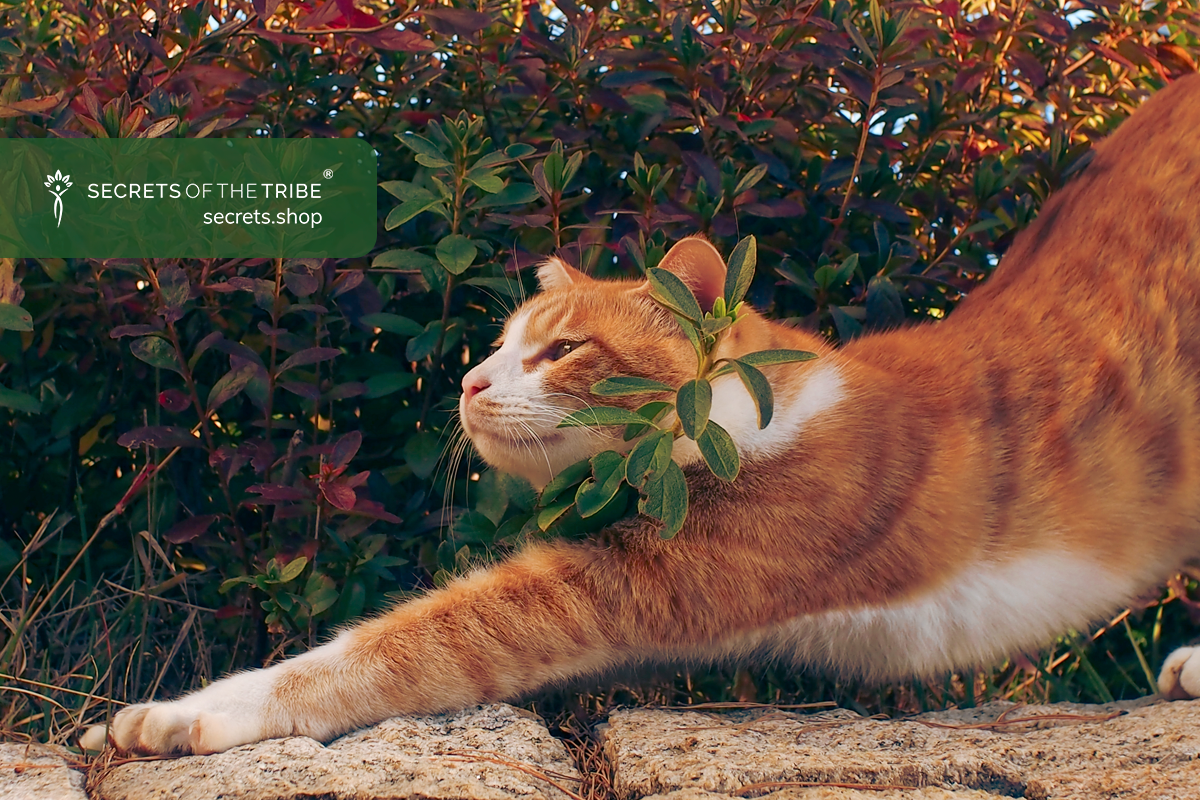 Top Joint Supplements for Cats: Best Hip and Joint Care Solutions - Secrets Of The Tribe