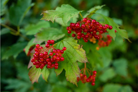 Unlocking-the-Potential-Exploring-the-Impressive-Health-Benefits-of-Cramp-Bark Secrets Of The Tribe