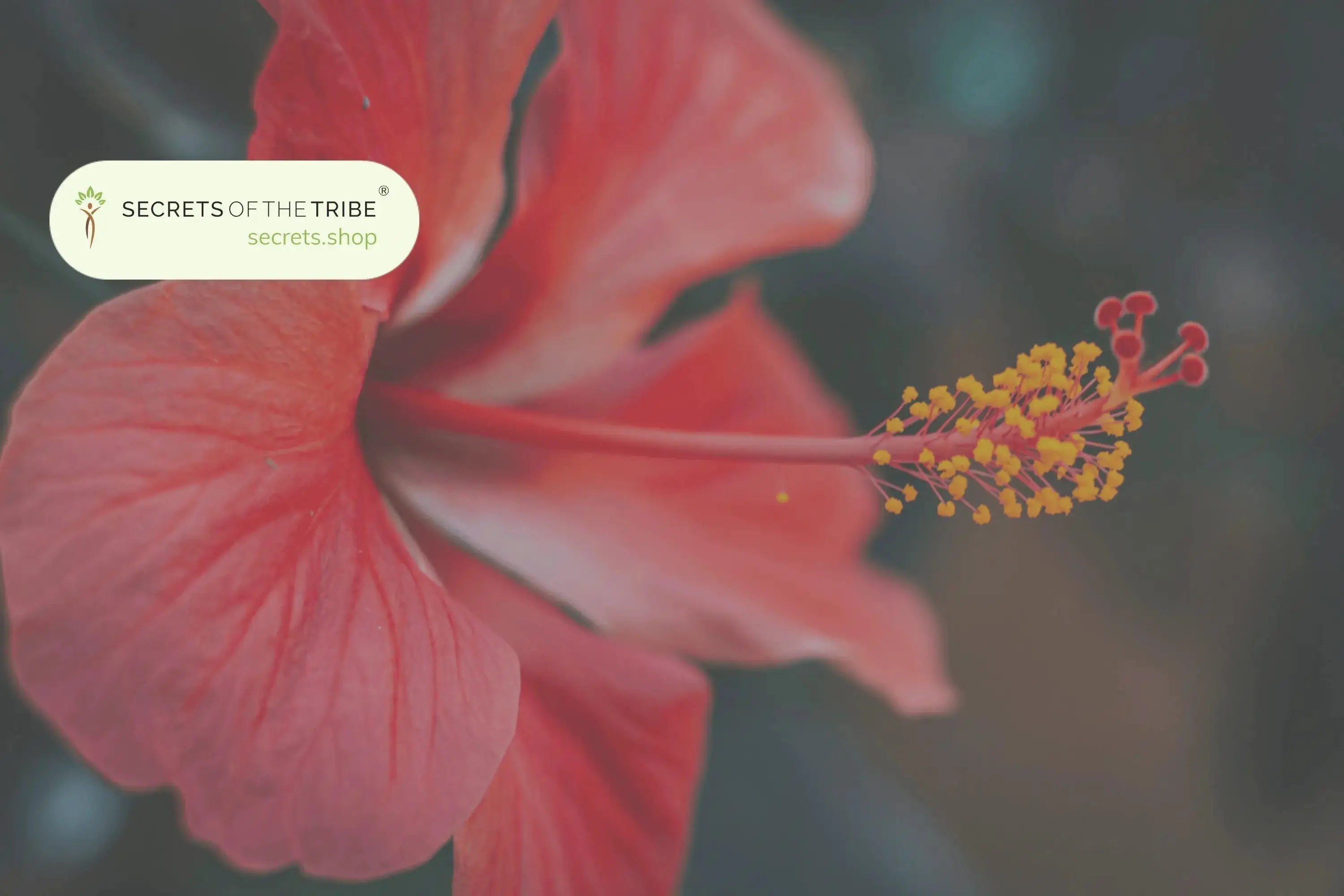 What Herbs Will be Useful in Summer? - Secrets Of The Tribe