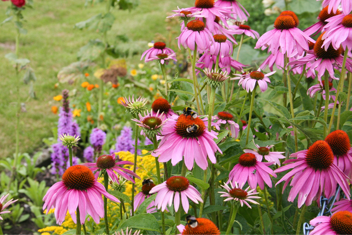 Echinacea for Kids: Benefits, Dosages, Types, and Precautions