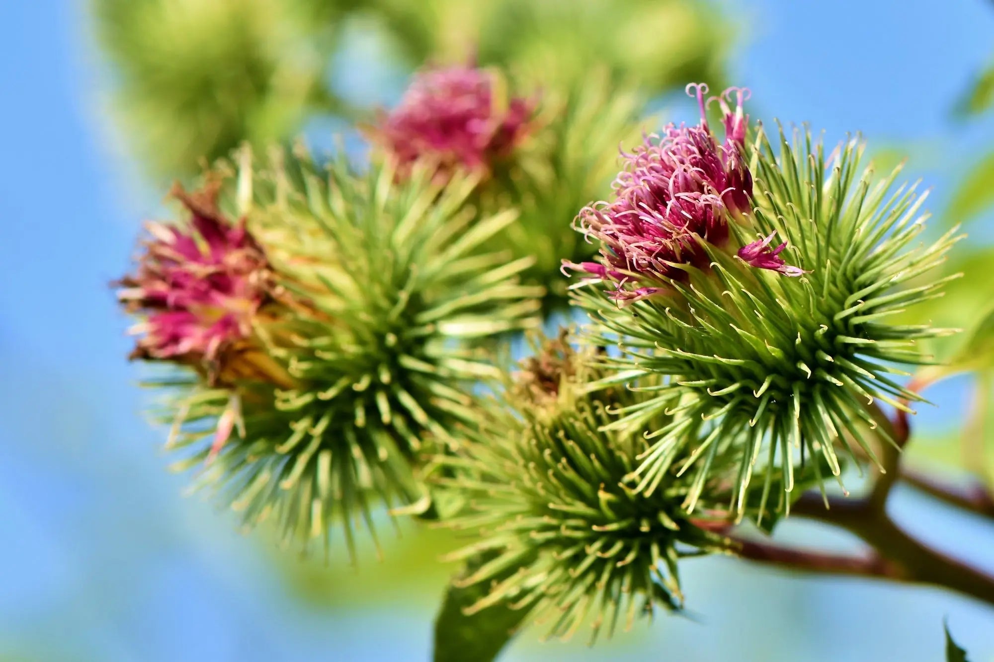 Learn-the-Herbs-Burdock Secrets Of The Tribe