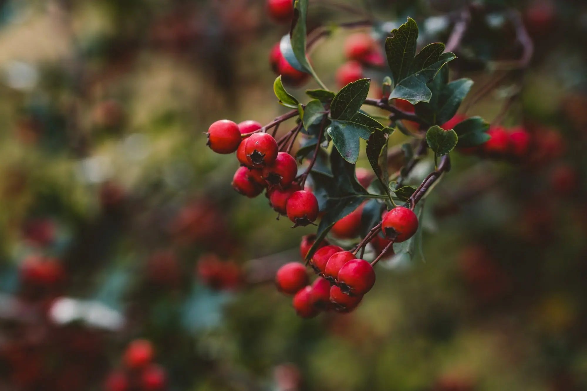 Learn-the-Herbs-Hawthorn Secrets Of The Tribe
