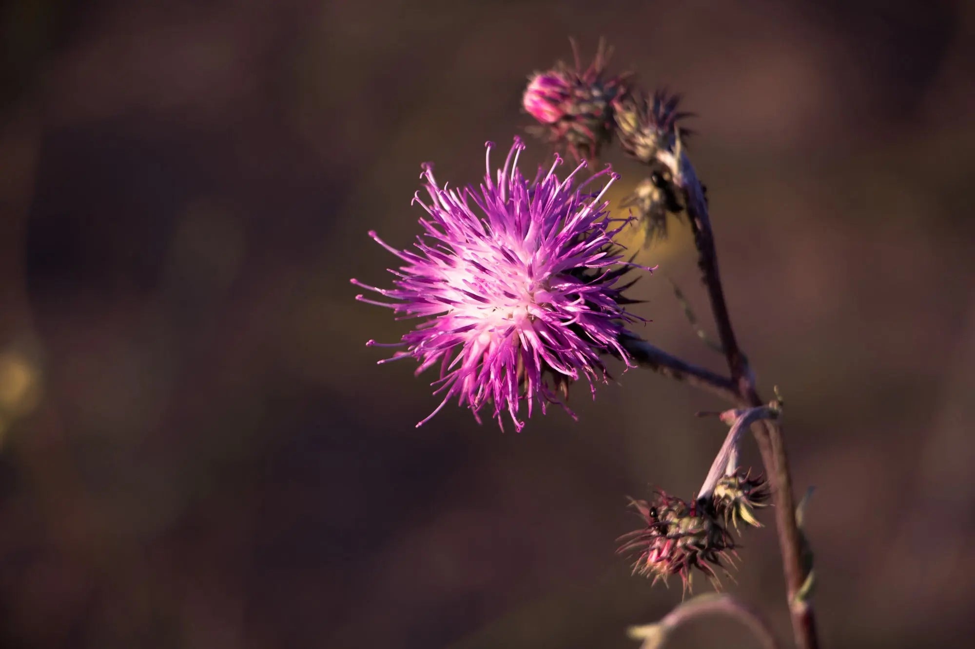 Learn-the-Herbs-Milk-Thistle Secrets Of The Tribe