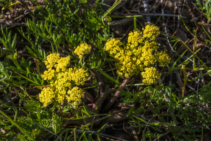 5 Surprising but Less-known Lomatium Benefits Everyone Should Know