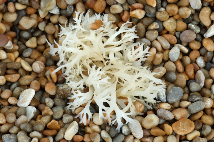 Natural Sea Moss: Nutrition, Benefits, and More