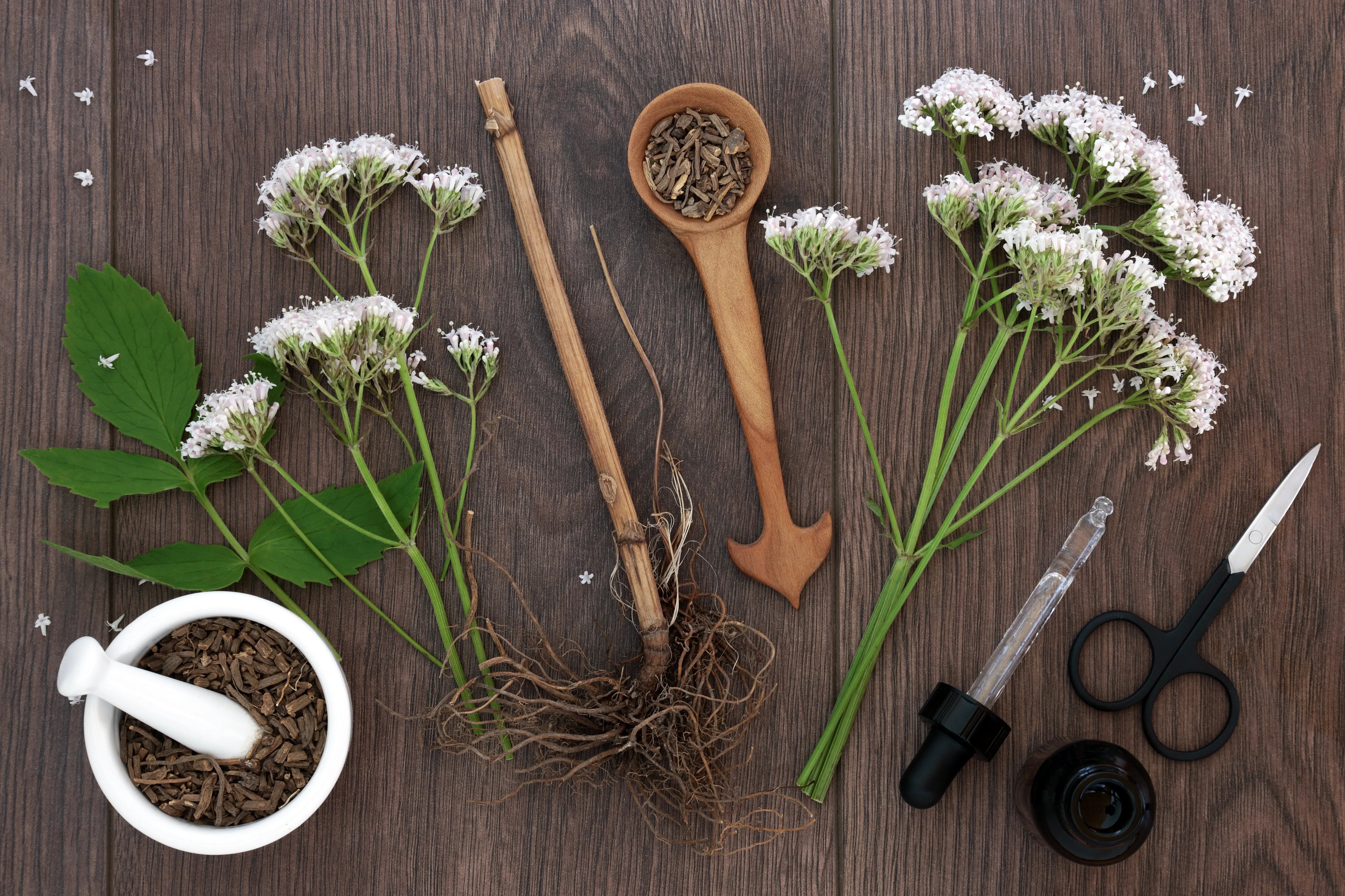 Learn the Herbs: Valerian Root - Secrets Of The Tribe Learn the Herbs: Valerian Root