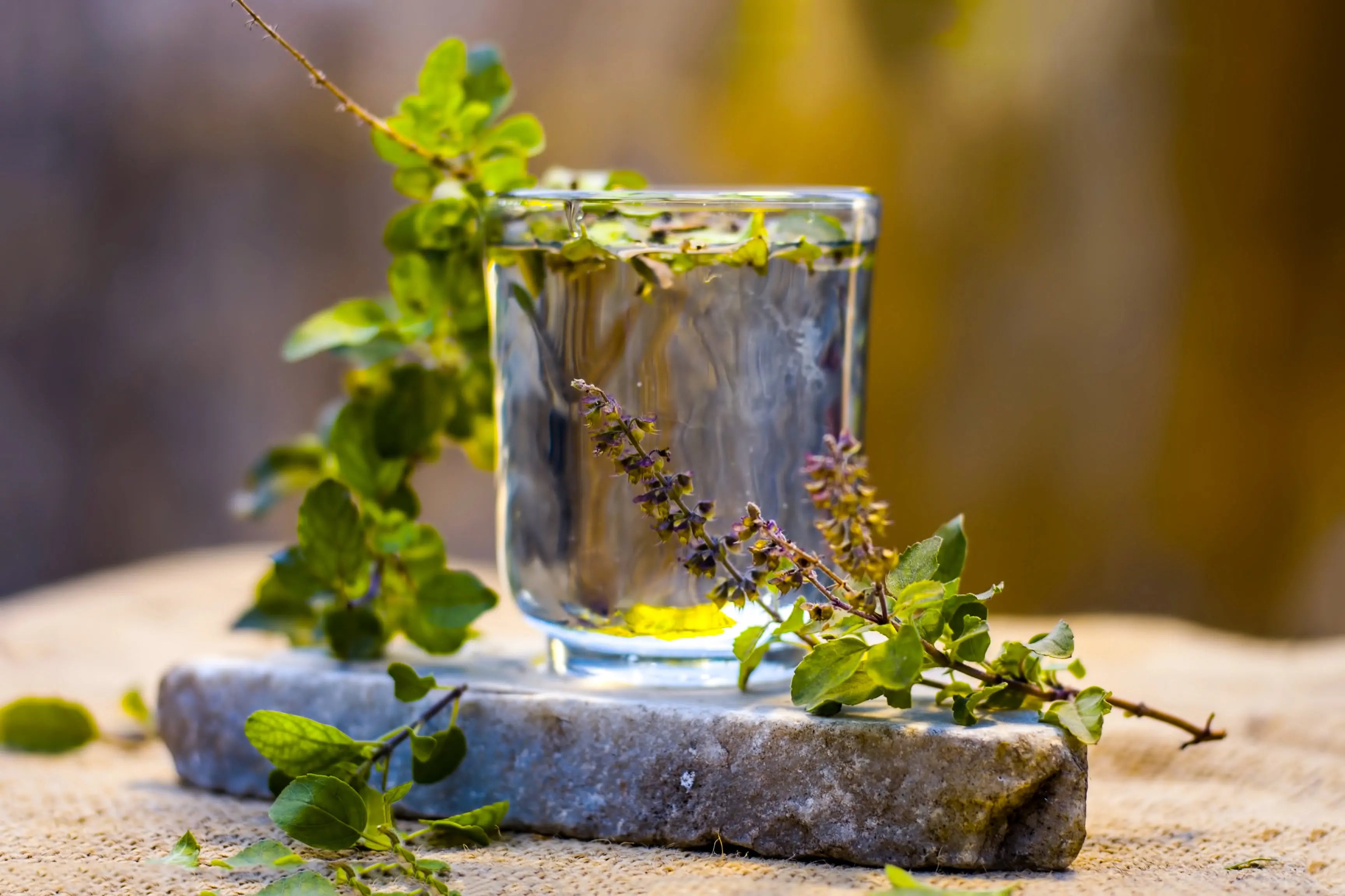 Holy Basil: Facts You Need to Know - Secrets Of The Tribe Holy Basil: Facts You Need to Know