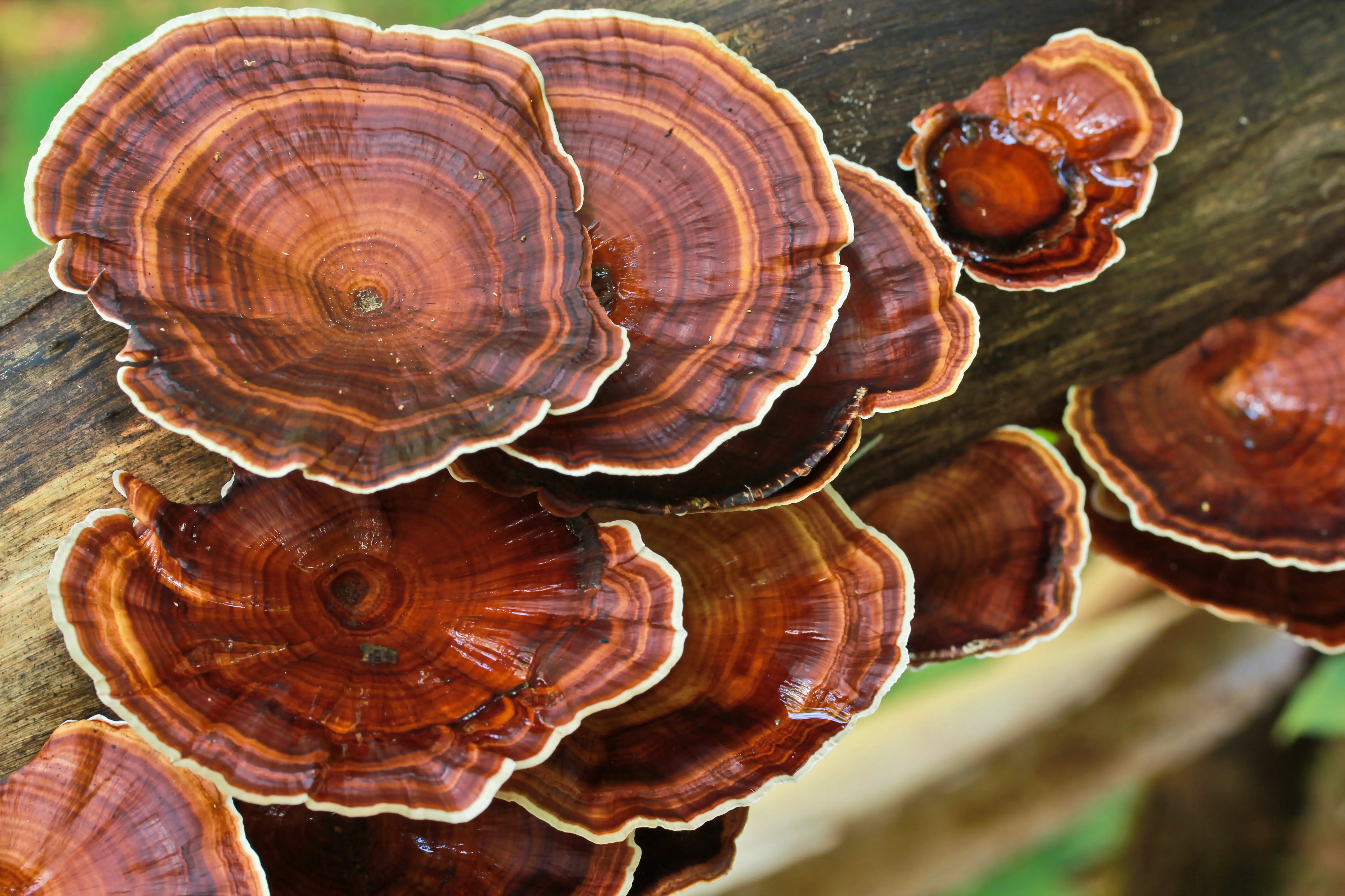 Learn the Herbs: Reishi Mushroom - Secrets Of The Tribe Learn the Herbs: Reishi Mushroom