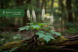 Black Cohosh