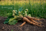 Burdock